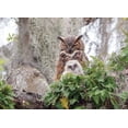 thumbnail image 2 of Cobble Hill - Great Horned Owl, 1000 PC Puzzle -, 2 of 2