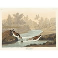 thumbnail image 3 of Audubon, John James 24x19 Black Modern Framed Museum Art Print Titled - Little Sandpiper, 3 of 5