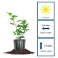 thumbnail image 2 of Thornless Triple Crown Blackberry Bush 3 Gallon, 2 of 6