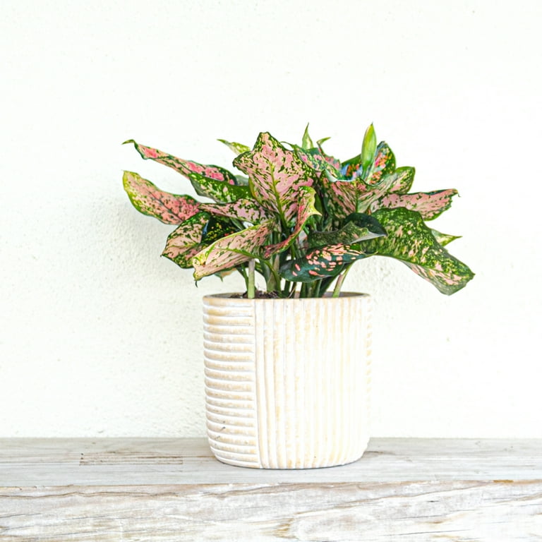 Free Shipping! United Nursery Live Aglaonema Ruby Ray Free Shipping! United Nursery Live Aglaonema Ruby Ray