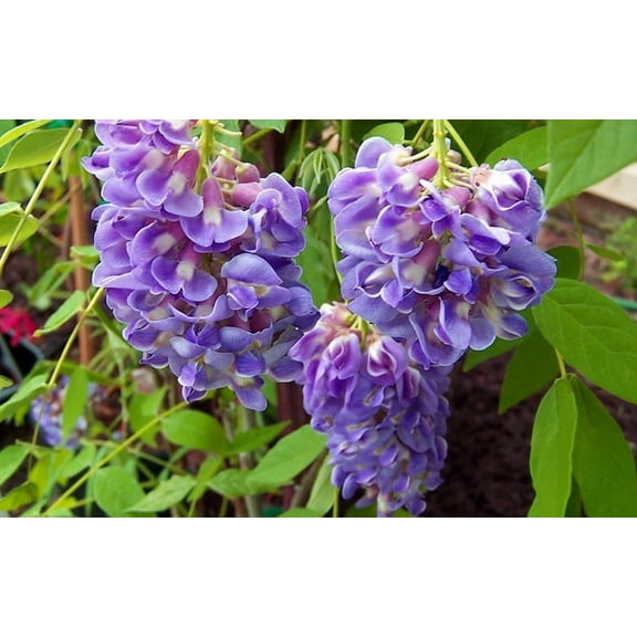 Amethyst Falls Wisteria Vine - 4" Pot