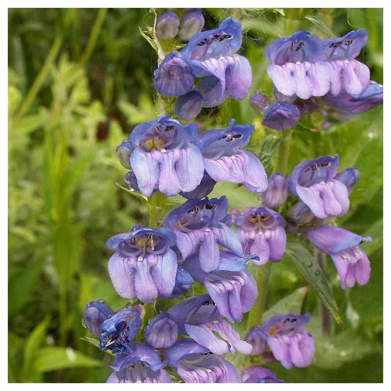 Everwilde Farms - 1 lb Rocky Mountain Penstemon Native Wildflower Seeds - Gold Vault Bulk Seed Packet