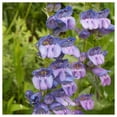 thumbnail image 4 of Everwilde Farms - 1 lb Rocky Mountain Penstemon Native Wildflower Seeds - Gold Vault Bulk Seed Packet, 4 of 4