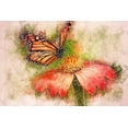 thumbnail image 1 of Monarch Butterfly - CANVAS OR PRINT WALL ART, 1 of 1