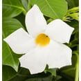 thumbnail image 2 of Island Blooms 1.5PT White Mandevilla Live Annual Plant Sun, 2 of 7