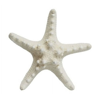 Nautical Crush Trading White Finger Starfish 4 inch-6 inch and Sand Dollars 3 inch-3-5 inch | 3 Each | Home Decor Art & Crafts, Size: Sand Dollars Approximately 3 to 3.5