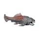 thumbnail image 3 of Figura De Dunkleosteus, Proyecto Escolar Realista, Juguete Educativo Para Niños., 3 of 10
