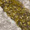 Multi-color, variant on Safavieh Porcello Milano Geometric Area Rug or Runner