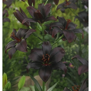 Euroblooms Lily Asiatic Twosome, 6 Flower Bulbs - Walmart.com