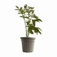 thumbnail image 3 of Elderberry Tree Live, Live Plant Elderberry in Pot, 3'' Tall, Planting Growing Garden, 3 of 5