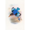 thumbnail image 2 of John Gould 11x14 Black Ornate Wood Framed Double Matted Museum Art Print Titled: Blue-And-White Kingfisher (1850-1883), 2 of 5