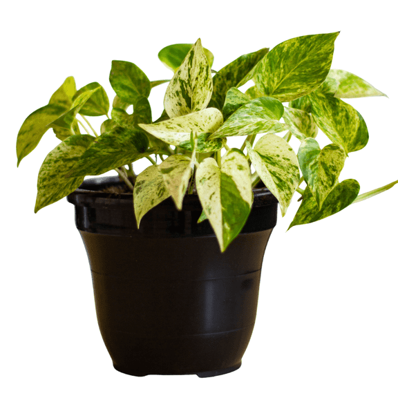 Golden Pothos Live Plant, 3 - 5 Inches Tall, Pothos Vine for Patio or Containers,  Zones 10 - 12