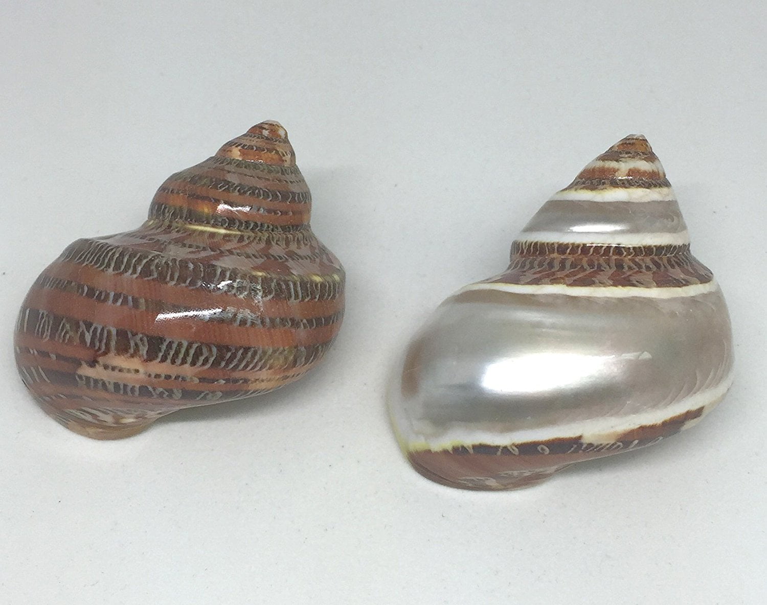 Hermit Crab Home Turbo Shell 1 Brown and 1 Banded Petholatus Polished Turbo Shells 2 Turbo
