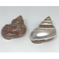 thumbnail image 4 of Hermit Crab Shells | Turbo Shells | 1 Brown and 1 Banded Turbo Shells 1.75"-2" | Opening Size Approx. 1" | Hermit Crab House for Décor, 4 of 7