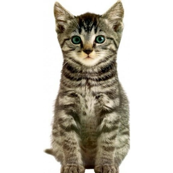 Pre-Owned Kitten (Board Book) 9780789454010