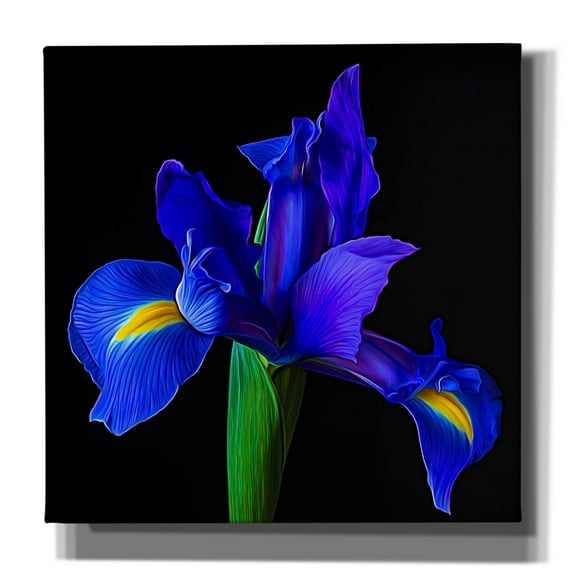 Epic Graffiti 'Blue Iris' by Pamela Plummer, Canvas Wall Art, 26"x26"