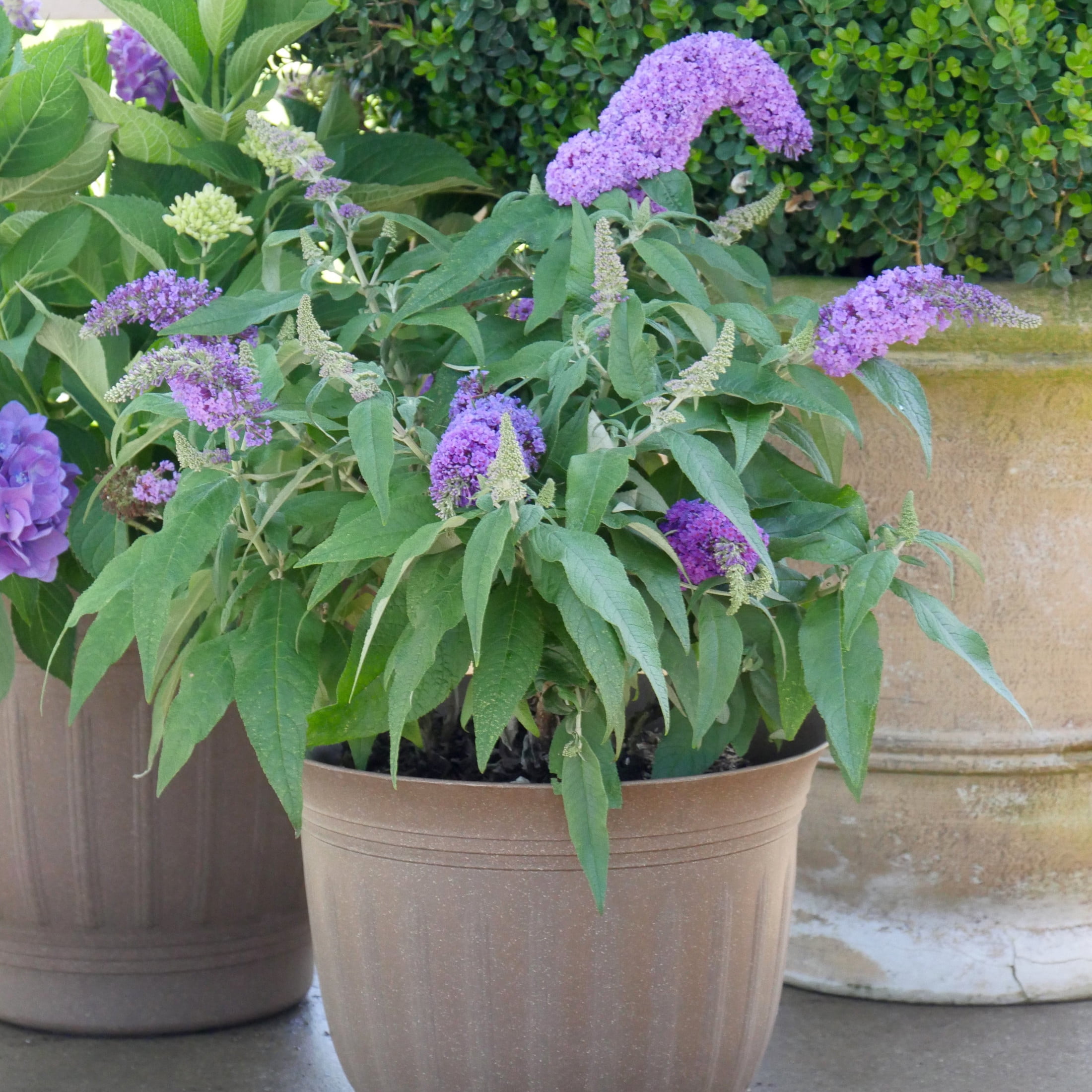 Proven Winners ColorChoice 5" Purple Pugster Amethyst Butterfly Bush Live Plant in 4.5" Pot (4 Count)