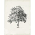 thumbnail image 2 of Harper, Ethan 12x14 White Modern Wood Framed Museum Art Print Titled - Vintage Arbor Study I, 2 of 4