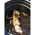 thumbnail image 6 of Canna, Low Maintenance - Ideal for Beds Borders, Plant Pots & Planters, 6 of 6