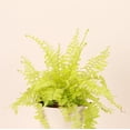 thumbnail image 4 of Live Rita's Gold Boston Fern Plant - 4" Decorative Eco Pot - Natural, 4 of 5