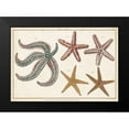 thumbnail image 2 of Diderot, Denis 24x18 Black Modern Framed Museum Art Print Titled - Starfish Naturelle II, 2 of 5
