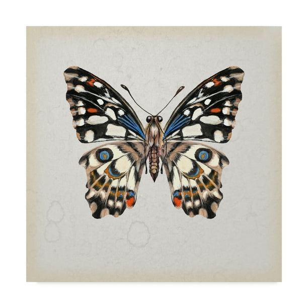 Trademark Fine Art 'Butterfly Study II' Canvas Art by Melissa Wang
