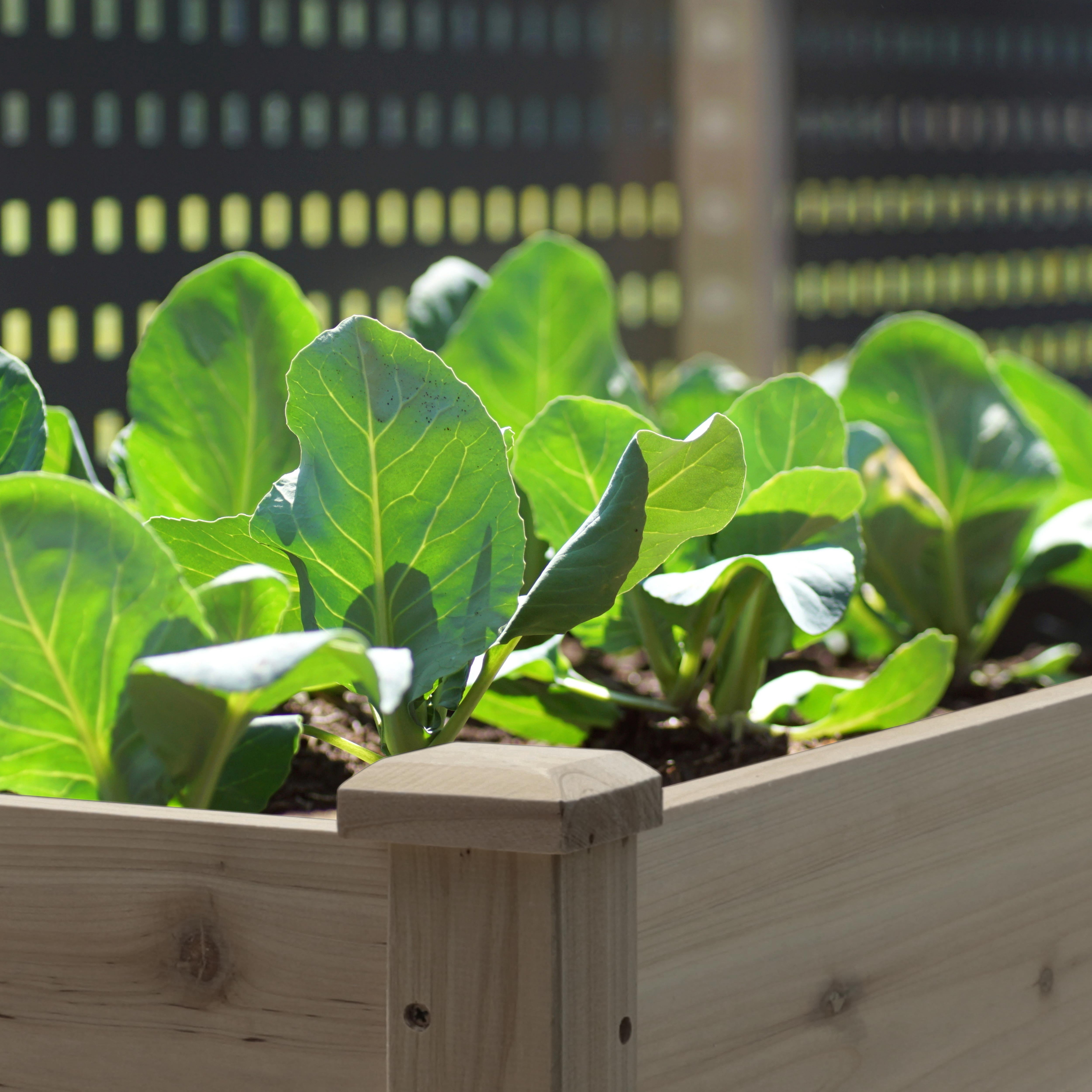 VEIKOUS 72.4"H Cedar Raised Garden Bed, 6.8 Cu Ft Elevated Planter Box for Vegetables, Flowers, Herbs w/Drainage Holes, Brown