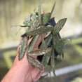 thumbnail image 2 of Hoya Sigillatis Live Plant | Long Hoya Starter Plants | House Plants Live for Beginner | Hoya Cuttings Rare Plant Gifts | Fully Rooted Hoyas, 2 of 5