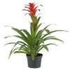 Costa Farms Live Indoor 20in. Tall Assorted Bromeliad; Bright, Indirect Sunlight Plant in 6in. Grower Pot