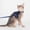 Blue#3852, variant on Rwvbm Escape Proof Cat Harness and Leash Set, Reflective Adjustable Soft Mesh Walking Vest with GPS Tracker Pouch for Small Cats and Puppies