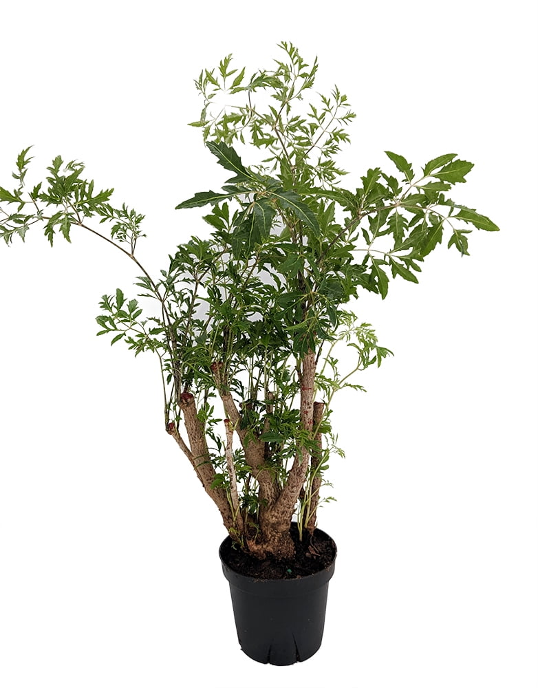 Chinese Ming Tree Polyscias fruticosa Indoor Thick Trunk 4" Pot