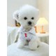 thumbnail image 3 of 1pc Pet Clothes For Small And Medium Dogs And Cats, Valentine's Day Love Filled Heart Polo Shirt With Two Legs, 3 of 4