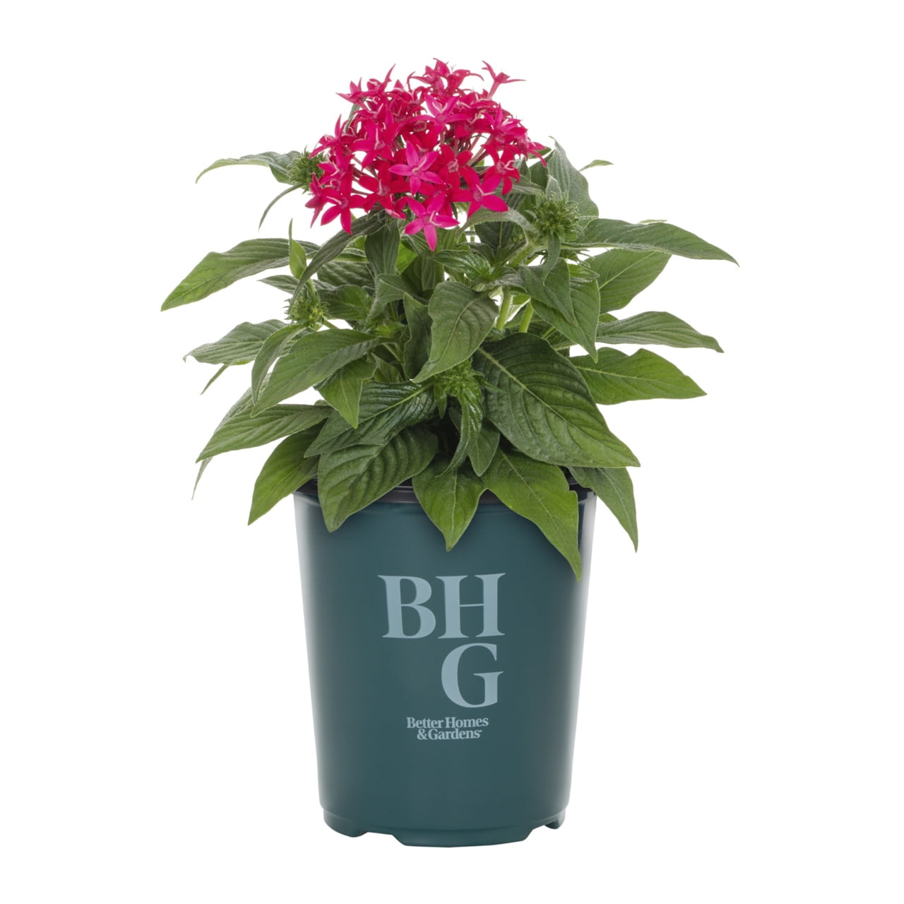 Better Homes & Gardens 1.5PT Red Pentas Live Annual Plant Sun 5-Pack