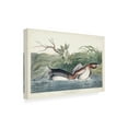 thumbnail image 2 of John James Audubon ' Pied Bill Duck' Canvas Art, 2 of 3