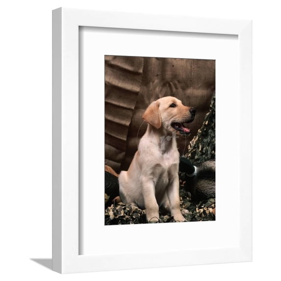 Labrador Retriever Puppy, Animals Framed Art Print Wall Art by Joe McDonald Sold by Art.Com