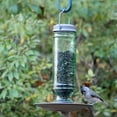 thumbnail image 2 of More Birds Songbird Feeder, Vintage Glass Bottle Style, 1.5 Bird Seed Capacity, 2 of 5
