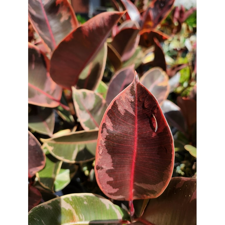 Live Ficus Elastica 'Ruby' Variegated Rubber Tree, Indoor Plant in 4 Inch  Pot - Walmart.com