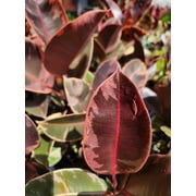 Ficus elastica Ruby Variegated Rubber Tree, Starter Plant. lot of 2