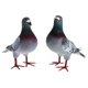 thumbnail image 3 of Adornos de paloma artificial shamjiam Figuritas de pájaros realistas 2 uds estilo C, 3 of 8
