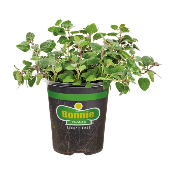 Bonnie Plants Greek Oregano 19.3 oz.