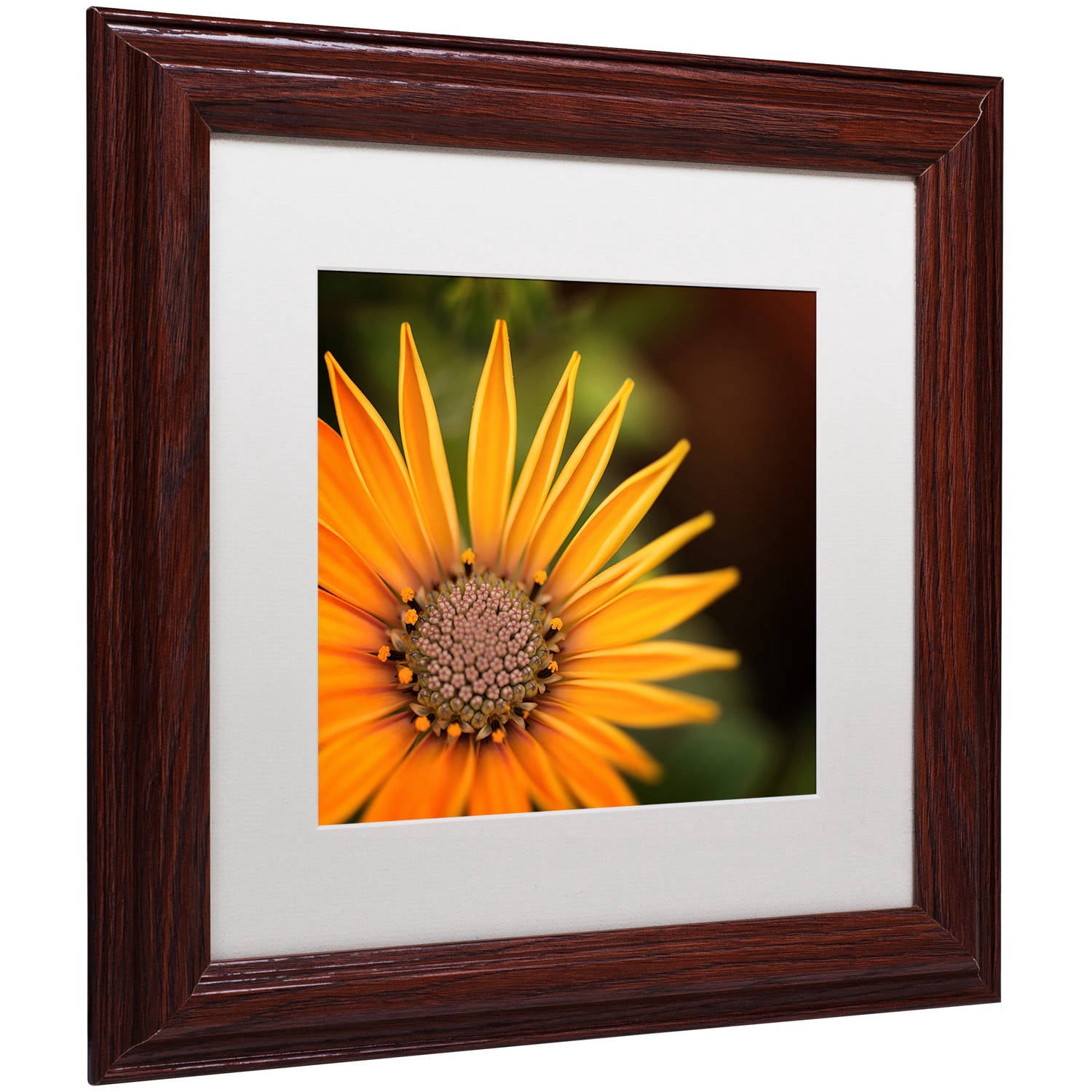 Trademark Fine Art "Everyday" Canvas Art by Philippe Sainte-Laudy, White Matte, Wood Frame