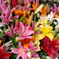 thumbnail image 4 of 4 Mixed Asiatic Lily Bulbs, Asiatic Lily, Mixed Bulbs Outdoor Gardening, 4 of 5