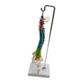thumbnail image 3 of fastboy Flexible Spine Model for School Biology Demonstration Class  Anatomical with Pelvis Femur, 3 of 6