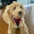 thumbnail image 6 of Voyager Step-In Air Mesh Dog Harness by Best Pet Supplies, 6 of 10
