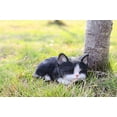 thumbnail image 2 of Hi- Line Gift 87699-B Statue de Chat Noir et Blanc pour Chaton Endormi, 2 of 2