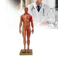 thumbnail image 3 of Human Musculoskeletal Anatomy Model, 30cm Resin Male Musculoskeletal Structure Sculpture Body Model Anatomical Model, 3 of 8