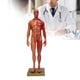 thumbnail image 4 of Modelo Anatómico Masculino, Modelo De Cuerpo De Escultura Duradero, Resistente, Natural Y Armonioso Para Enseñar Como Referencia, 4 of 7