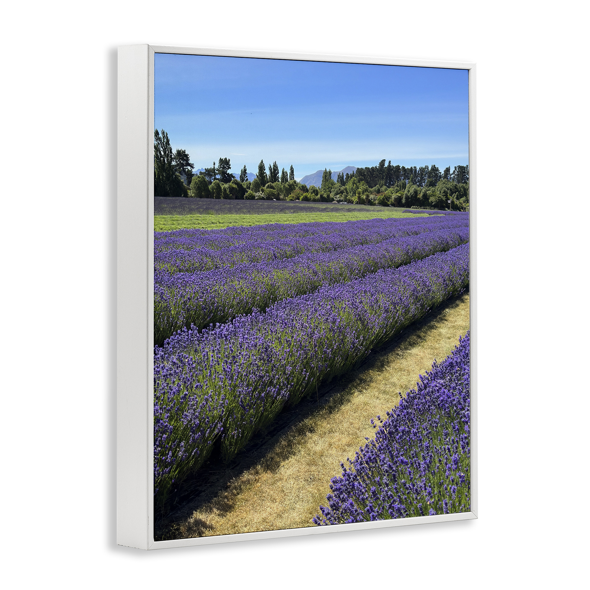 Stupell Industries Lavender Path Landscape Landscape Photography White Framed Art Print Wall Art, 24 x 30