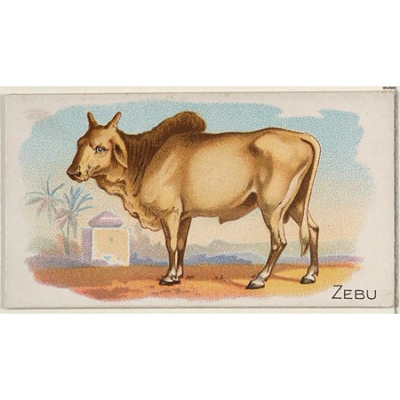 Zebu, from the Quadrupeds series (N21) for Allen & Ginter Cigarettes Poster Print (18 x 24)