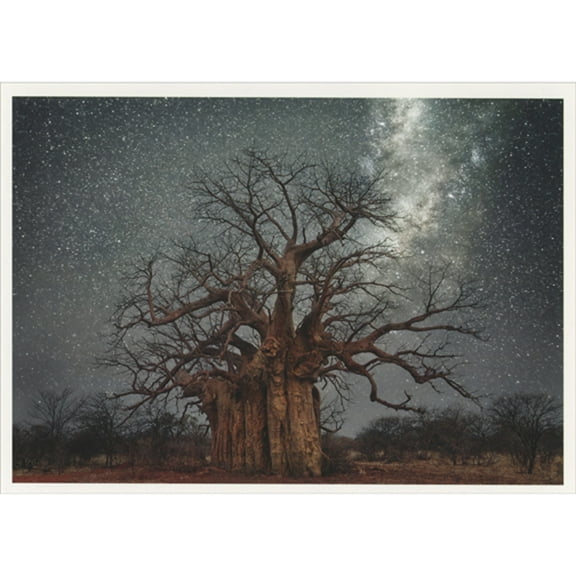 Palm Press Tree with Wide Trunk and Twisting Branches in Star Filled Night Sky Box of 10 Nature Christmas Cards